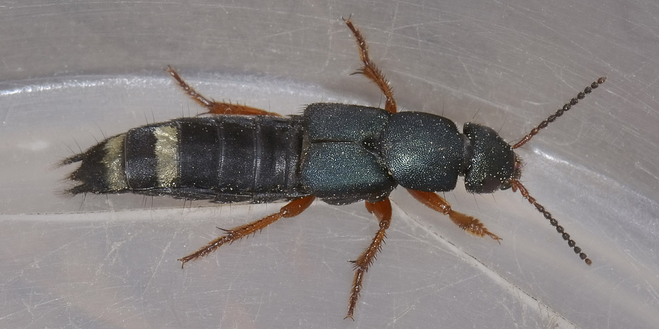 Platydracus fulvipes, Staphylinidae